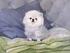 힌자 반려동물 커미션