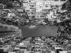 주인을 물어 죽인 개새끼.