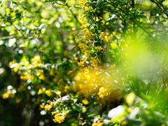 [TH] 햇살, 이토록 눈부신 END