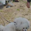 순록이 스벤보다 낫지