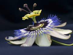 Chapter 12. Digitalis with blue passionflower 디기탈레스와 시계꽃_125화