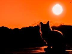 친애하는 루비.