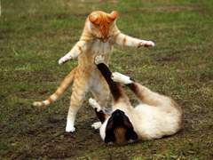 [카스아리] 부부싸움