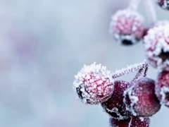 이시스 셰인 니세포르 / XX / 카니쿨라티보