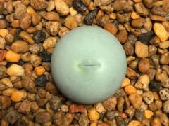 몬랑자 본계 백업 30