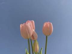 튤립 (분홍색의 이야기)