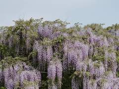 [렌고쿠 쿄쥬로 드림] 불꽃이 사그라들지라도