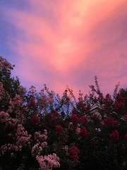 {꽃말의 이야기}