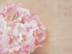 [진엘리라이] 꽃다발