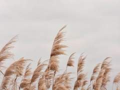 바람은 어디에서 부는가