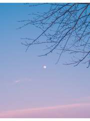 사시장춘(四時長春)