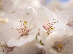 하얀 꽃밭에서 전하는 에이스의 이야기