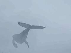 콜린으로 50문답