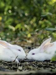 넌 나만의 토끼