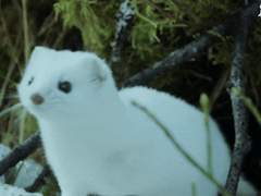 디에고로 50문답