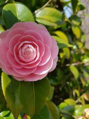 오렌지캣의 단편