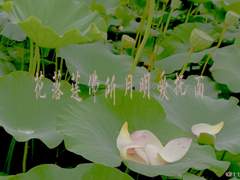 花落憐不掃月明愛無眠 18