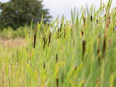 님 있는 자리│4