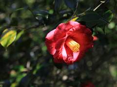 동백꽃│冬柏花