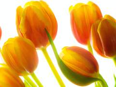 나의 노란 튤립