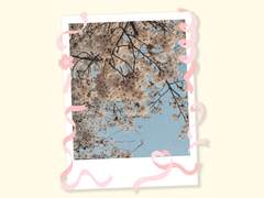 [굿노트] 벚꽃 컨페티