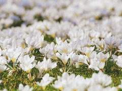 [펠릭스텀] 중년 펠릭스와 실뱅의 아들