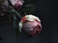 꽃은 이제 동경하던 별이 되어…