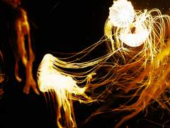 [합격] 파블로(파울루스) 흑막신청서