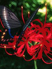 [귀멸] 귀칼 세계관으로 차원이동 하고싶다