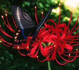 [귀멸] 귀칼 세계관으로 차원이동 하고싶다