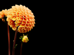 Chapter 14. Pompon Chrysanthemun 폼폰국화_145화