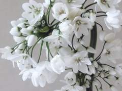 백사랑 ✦ 3 ✦ 수화고