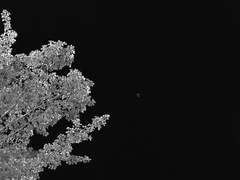 사냥꾼과 사냥꾼의 매의 관계는