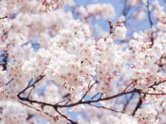 서리 위에 피어난 벚꽃