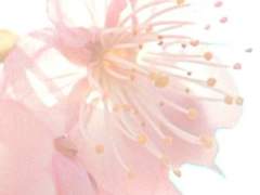 고죠 사토루는 봄을 잃었다。