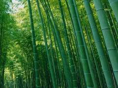 오니와 주령이 공존하는 세상