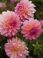 [하이큐 드림] 교환학생 시리즈