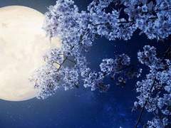 여기는 이국의 수도