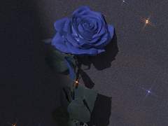 바다커 흑막신청서