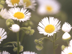 봄과 같은 너에게