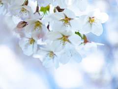 봄바람이 불어온다.