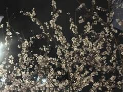 벚꽃이 피는 날들