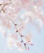 아이조메 사토미