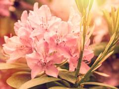 Chapter 15. Azalea 아잘레아(진달래)_완결