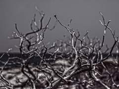 [자일렌 Q.L./33/XX/코사]+1회