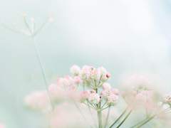 [장경고윤] 심간장경 心肝长庚