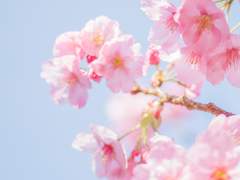 푸른 하늘 속 파랑새