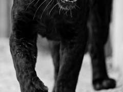 그 동물원의 재규어는