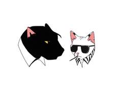 [인남레이] 고양이들