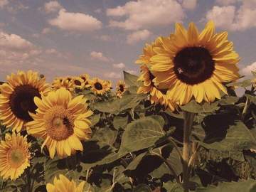 𝓢𝓾𝓷𝓷𝔂 𝓓𝓪𝔂